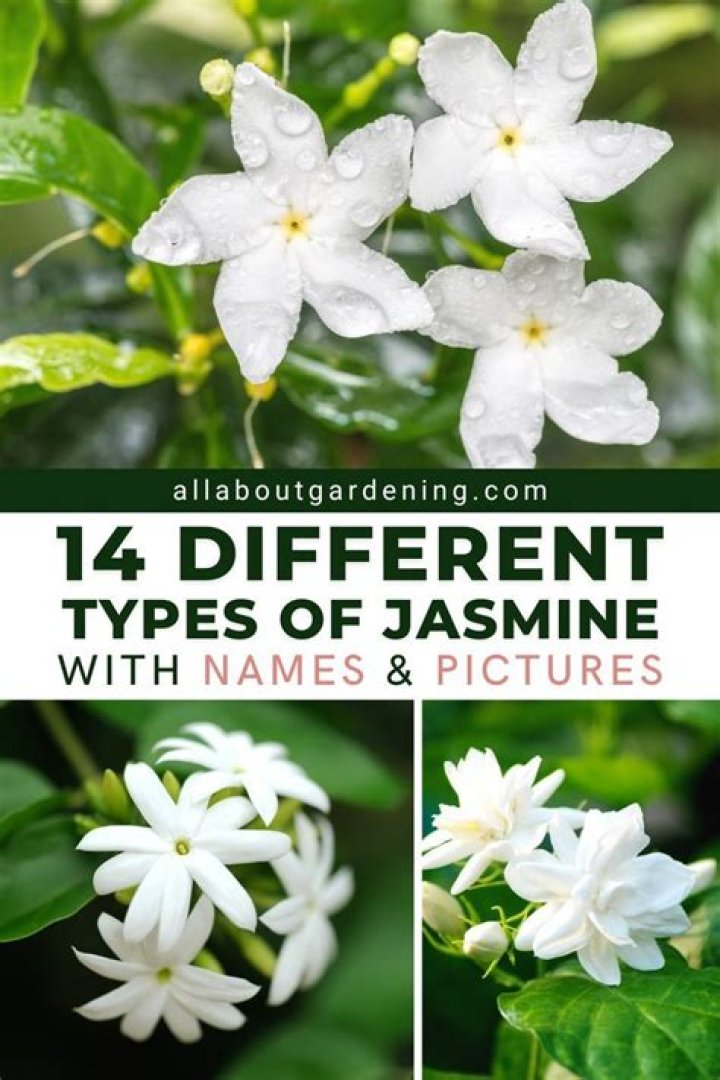 Unlocking The Fragrant Allure Of Jasmine Corckets: A Guide